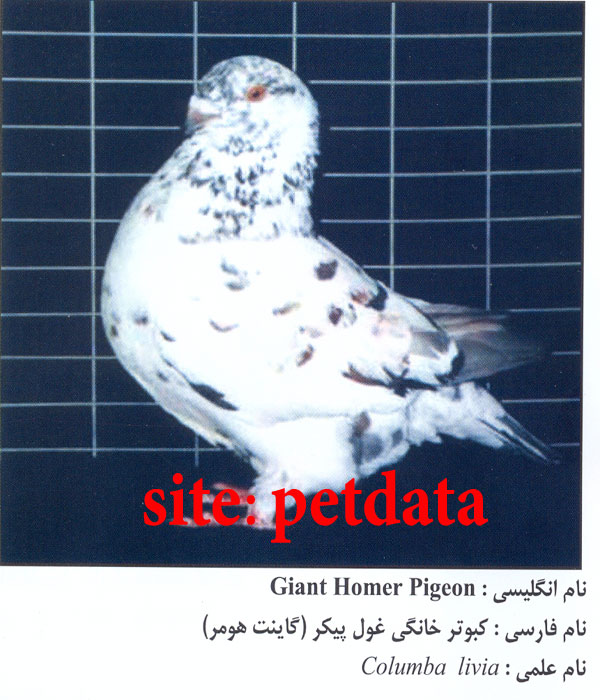 فروش کبوتر خانگی غول پیکر