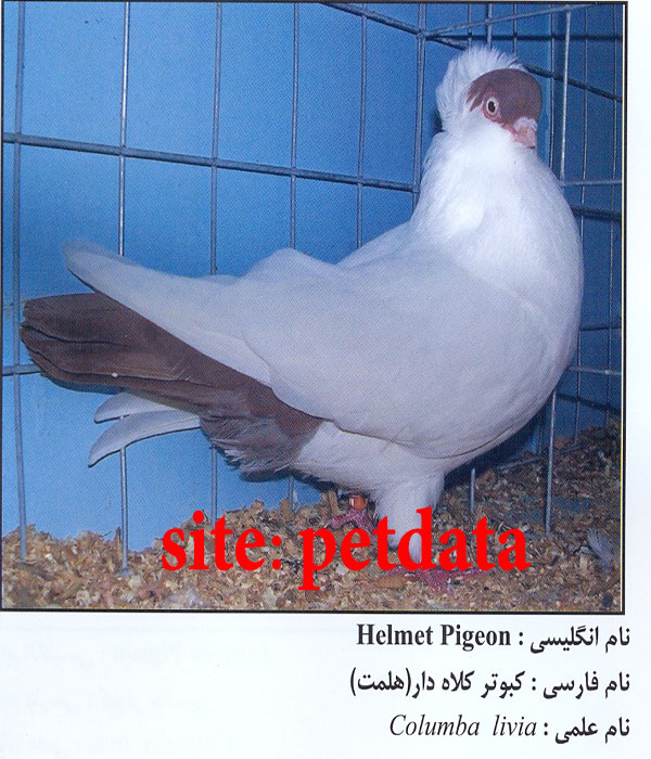 ÙØ±ÙˆØ´ Ú©Ø¨ÙˆØªØ± Ú©Ù„Ø§Ù‡ Ø¯Ø§Ø±