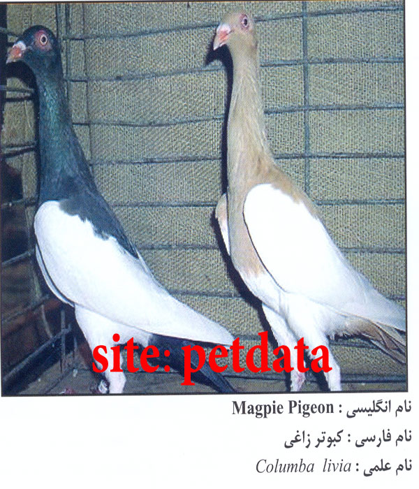 ÙØ±ÙˆØ´ Ú©Ø¨ÙˆØªØ± Ø²Ø§ØºÛŒ