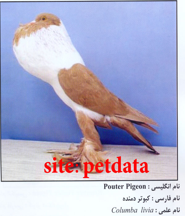 ÙØ±ÙˆØ´ Ú©Ø¨ÙˆØªØ± Ø¯Ù…Ù†Ø¯Ù‡