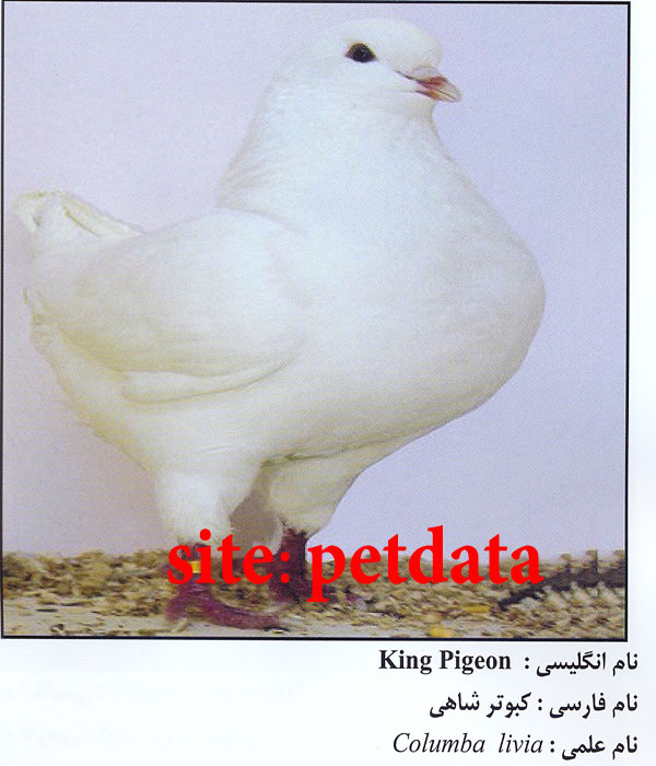 فروش کبوتر شاهی