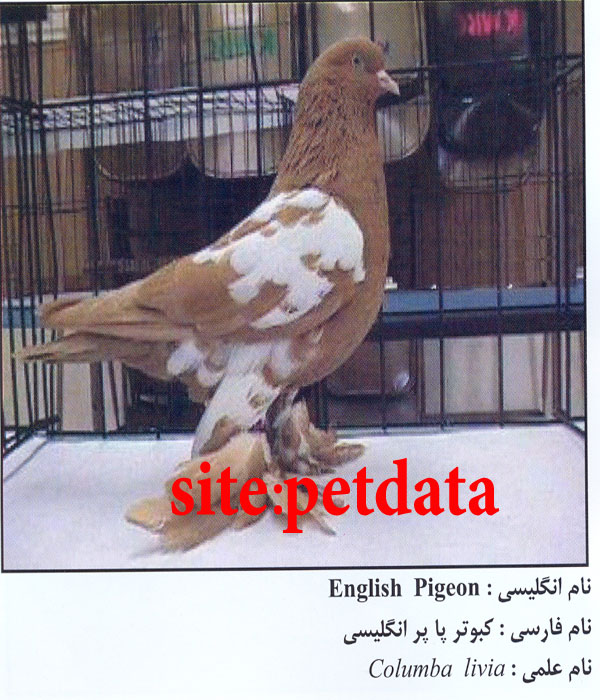 ÙØ±ÙˆØ´ Ú©Ø¨ÙˆØªØ± Ù¾Ø§ Ù¾Ø± Ø§Ù†Ú¯Ù„ÛŒØ³ÛŒ