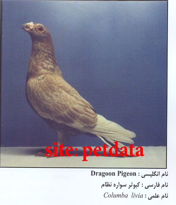 ÙØ±ÙˆØ´ Ú©Ø¨ÙˆØªØ± Ø³ÙˆØ§Ø±Ù‡ Ù†Ø¸Ø§Ù…