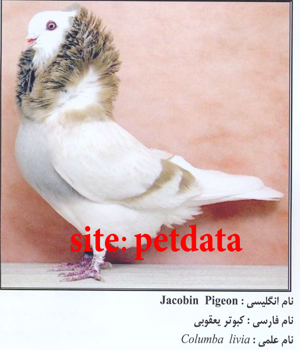 ÙØ±ÙˆØ´ Ú©Ø¨ÙˆØªØ± ÛŒØ¹Ù‚ÙˆØ¨ÛŒ