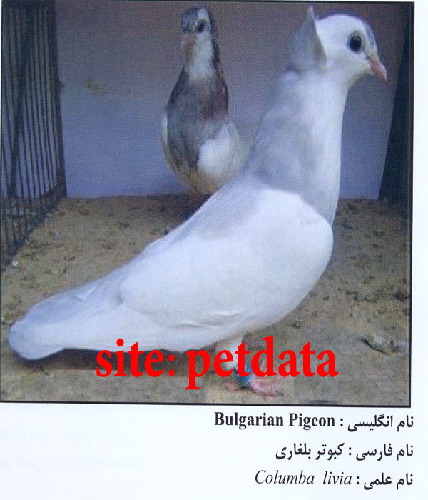 فروش کبوتر بلغاری
