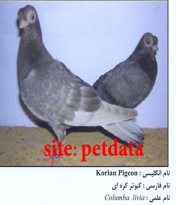 ÙØ±ÙˆØ´ Ú©Ø¨ÙˆØªØ± Ú©Ø±Ù‡ Ø§ÛŒ