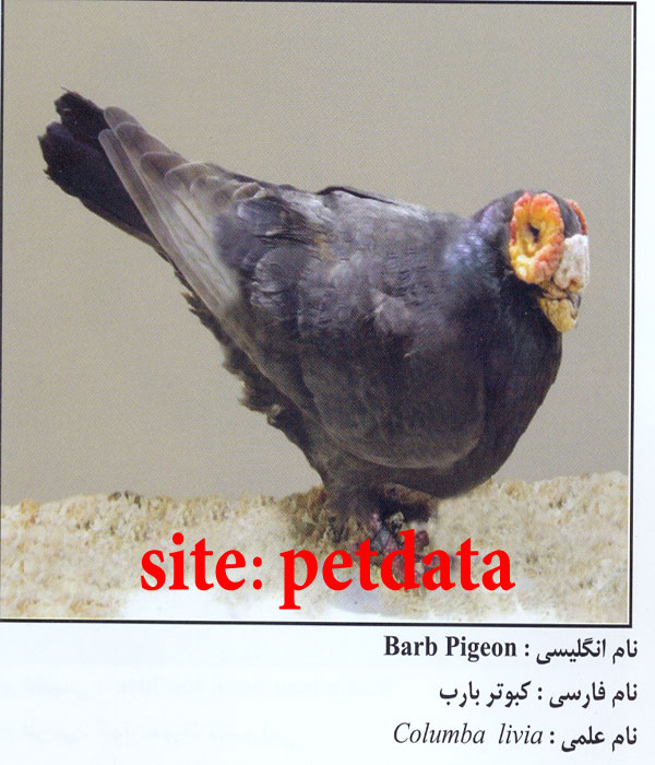 ÙØ±ÙˆØ´ Ú©Ø¨ÙˆØªØ± Ø¨Ø§Ø±Ø¨