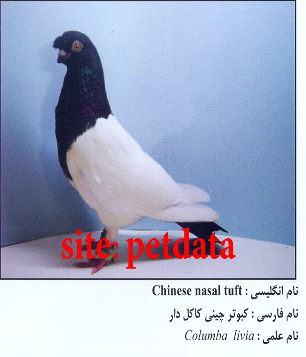 فروش کبوتر چینی کاکل دار