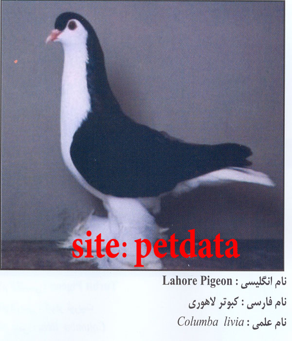 فروش کبوتر  لاهوری