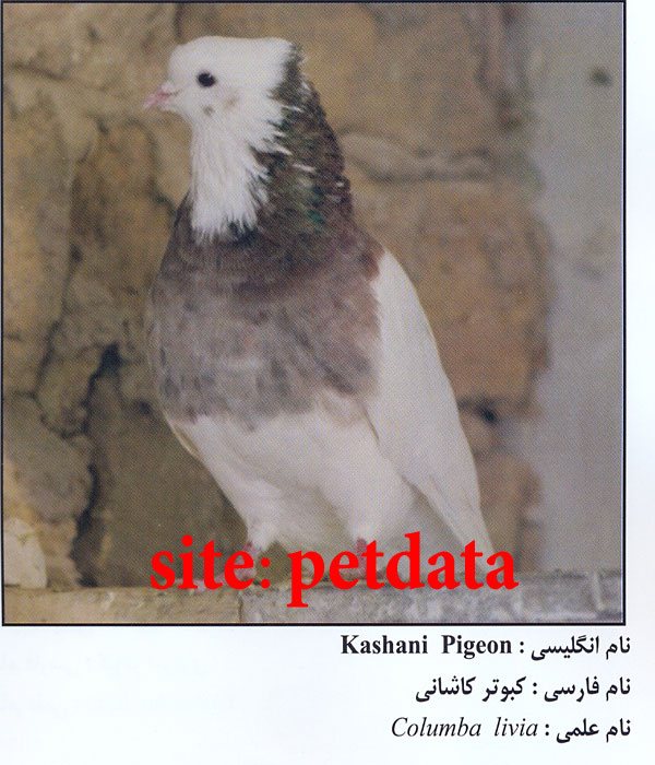 ÙØ±ÙˆØ´ Ú©Ø¨ÙˆØªØ± Ú©Ø§Ø´Ø§Ù†ÛŒ