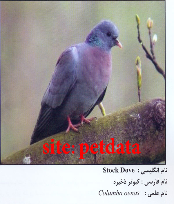 Ú©Ø¨ÙˆØªØ± Ø°Ø®ÛŒØ±Ù‡