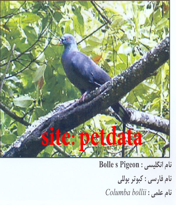 Ú©Ø¨ÙˆØªØ± Ø¨ÙˆÙ„Ù„ÛŒ