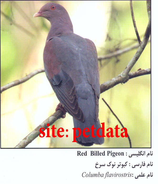 Ú©Ø¨ÙˆØªØ± Ù†ÙˆÚ© Ø³Ø±Ø®