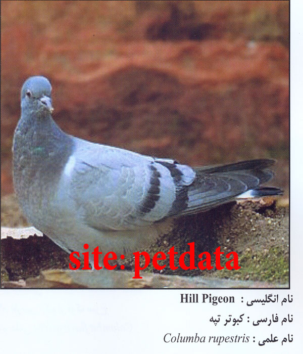 Ú©Ø¨ÙˆØªØ± ØªÙ¾Ù‡