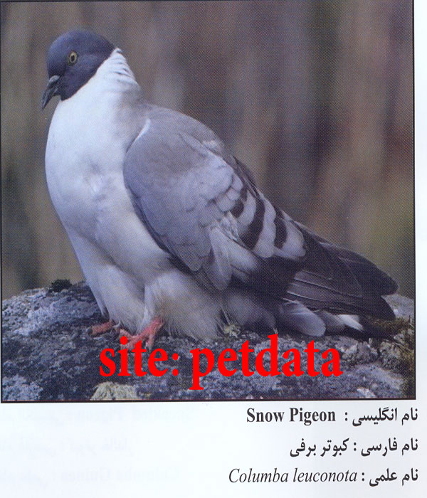 Ú©Ø¨ÙˆØªØ± Ø¨Ø±ÙÛŒ