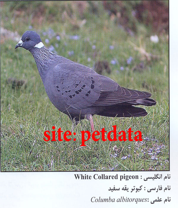 Ú©Ø¨ÙˆØªØ± ÛŒÙ‚Ù‡ Ø³ÙÛŒØ¯