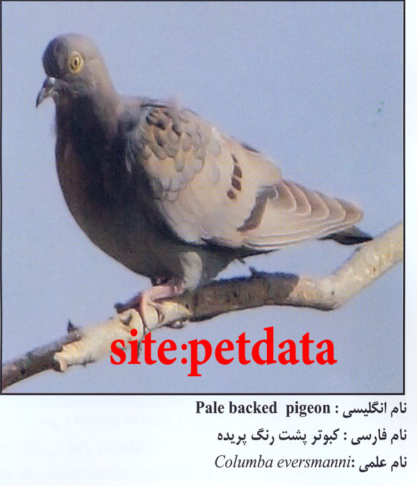 Ú©Ø¨ÙˆØªØ± Ù¾Ø´Øª Ø±Ù†Ú¯ Ù¾Ø±ÛŒØ¯Ù‡