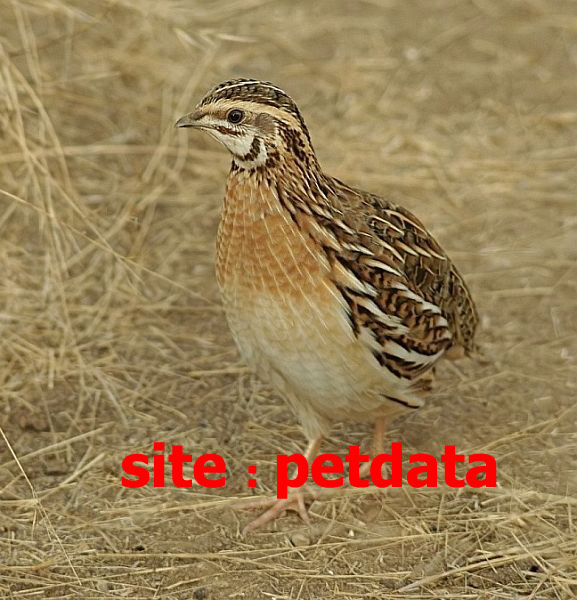 ØªØ¹Ø¨ÛŒØ± Ø®ÙˆØ§Ø¨ Ø¨Ù„Ø¯Ø±Ú†ÛŒÙ†
