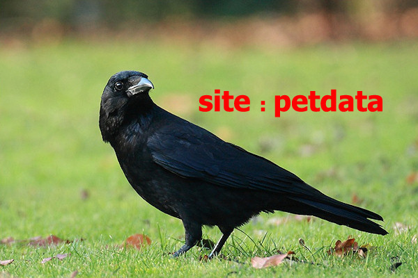 ØªØ¹Ø¨ÛŒØ± Ø®ÙˆØ§Ø¨ Ú©Ù„Ø§Øº