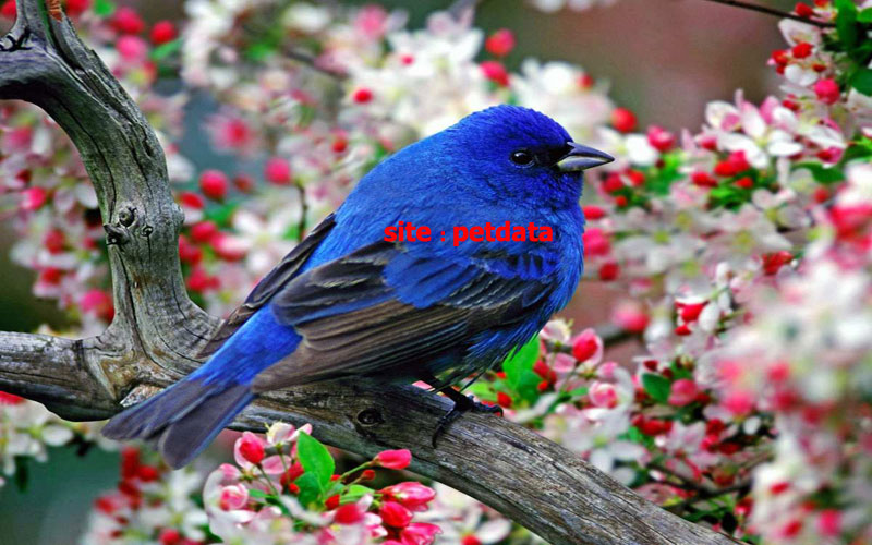 ØªØ¹Ø¨ÛŒØ± Ø®ÙˆØ§Ø¨ Ú†Ú©Ø§ÙˆÚ©