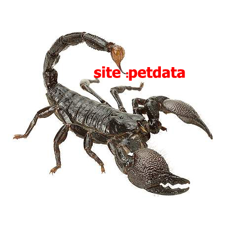 ØªØ¹Ø¨ÛŒØ± Ø®ÙˆØ§Ø¨ Ø¹Ù‚Ø±Ø¨
