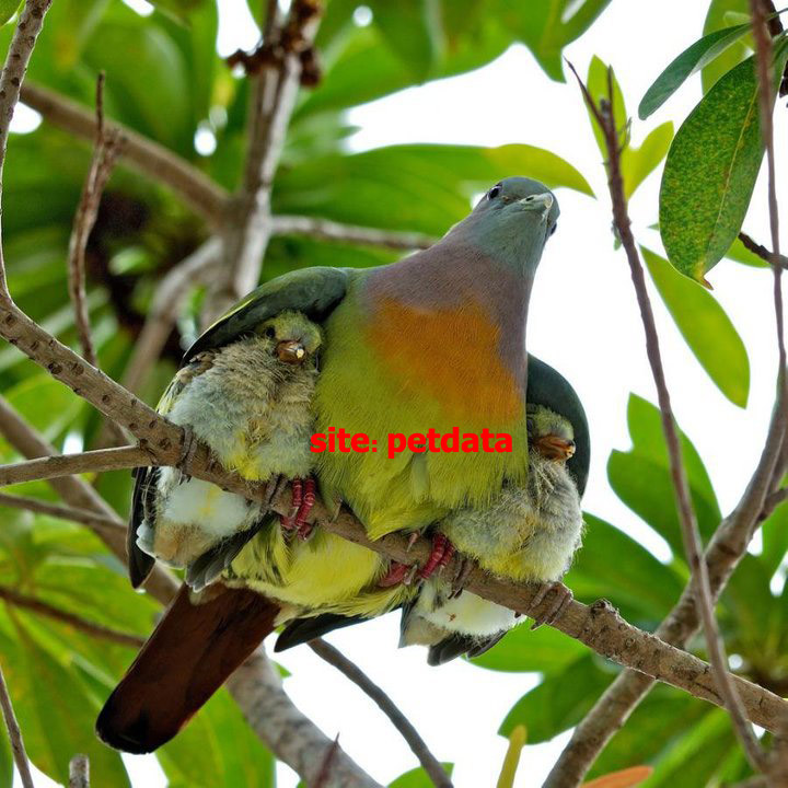 ØªØ¹Ø¨ÛŒØ± Ø®ÙˆØ§Ø¨ Ù¾Ø±Ù†Ø¯Ù‡