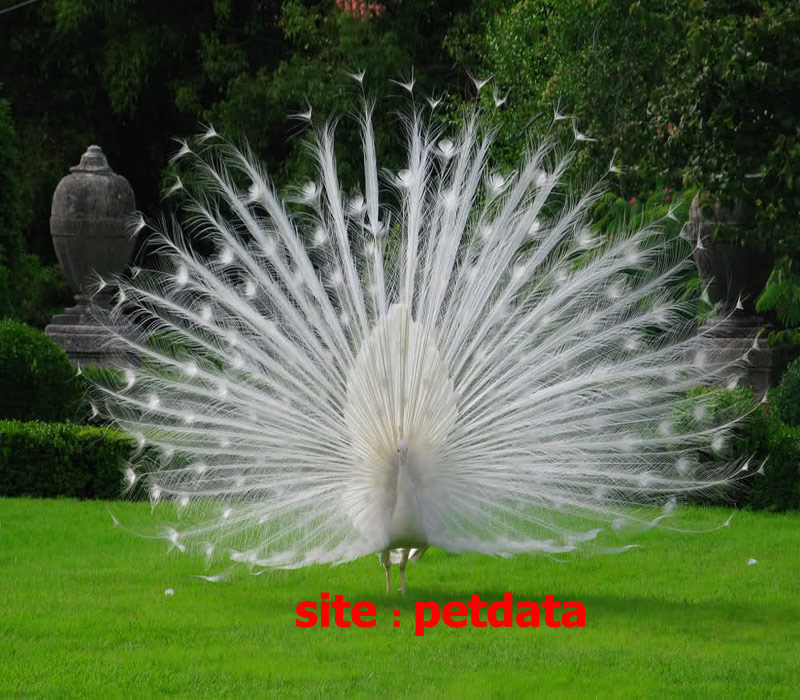 ØªØ¹Ø¨ÛŒØ± Ø®ÙˆØ§Ø¨ Ø·Ø§ÙˆØ³