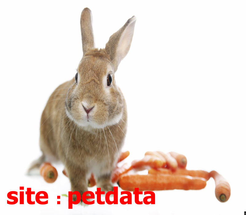 ØªØ¹Ø¨ÛŒØ± Ø®ÙˆØ§Ø¨ Ø®Ø±Ú¯ÙˆØ´