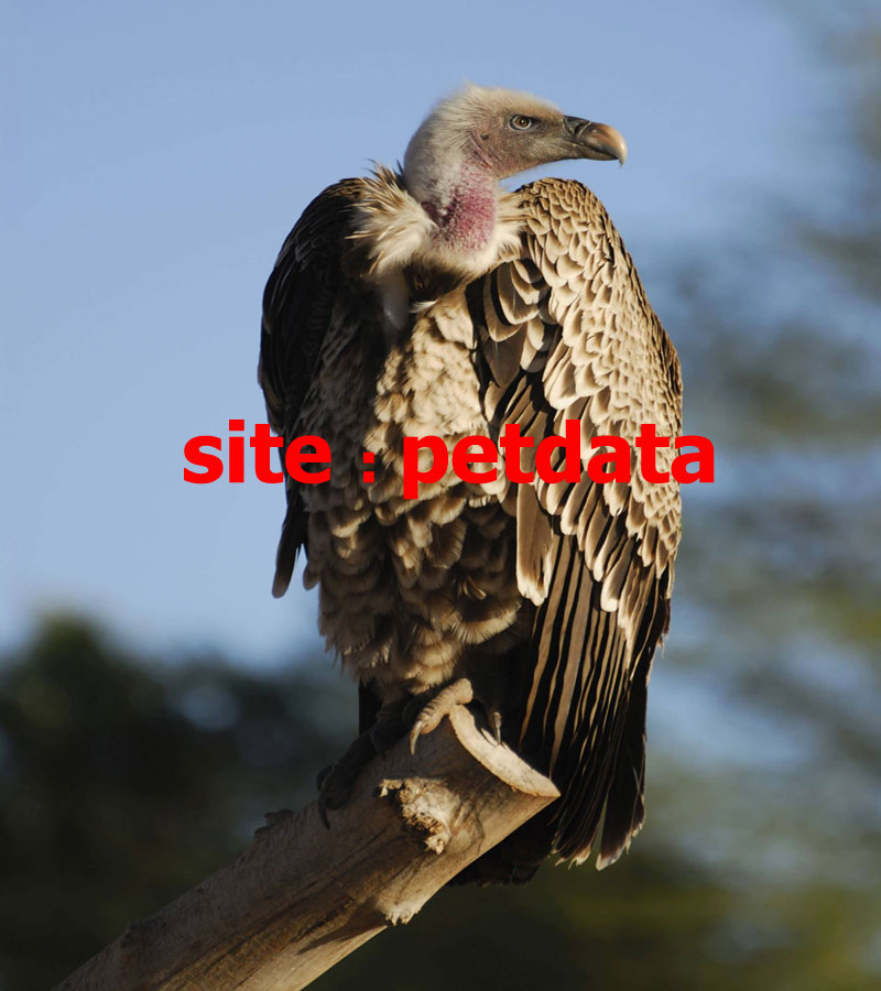 ØªØ¹Ø¨ÛŒØ± Ø®ÙˆØ§Ø¨ Ú©Ø±Ú©Ø³