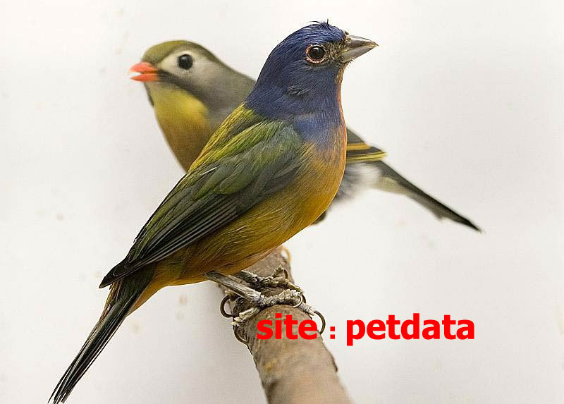 ØªØ¹Ø¨ÛŒØ± Ø®ÙˆØ§Ø¨ Ø¨Ù„Ø¨Ù„