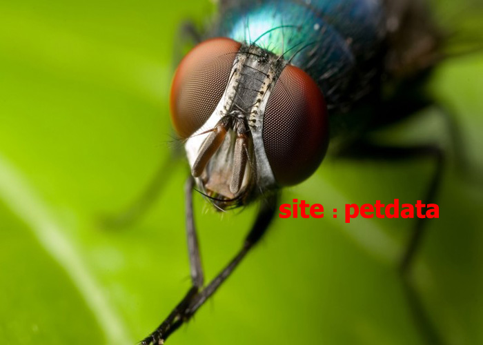 ØªØ¹Ø¨ÛŒØ± Ø®ÙˆØ§Ø¨ Ù…Ú¯Ø³