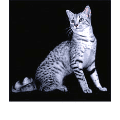 ÙØ±ÙˆØ´  Ú¯Ø±Ø¨Ù‡ Ù…ØµØ±ÛŒ