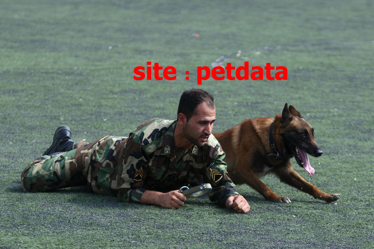 ÙØ±ÙˆØ´ Ø³Ú¯ Ú¯Ø§Ø±Ø¯