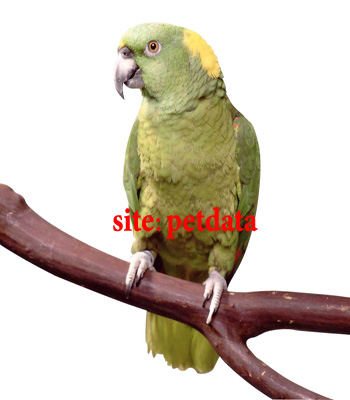 Ù…Ù‚Ø§Ù„Ù‡ Ø·ÙˆØ·ÛŒ