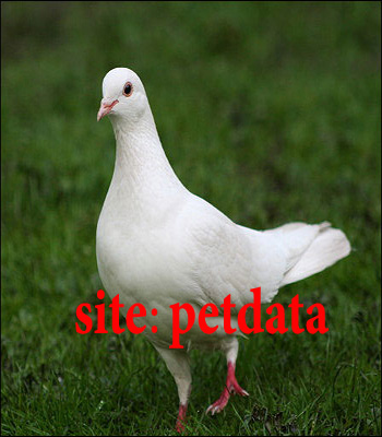 Ù…Ù‚Ø§Ù„Ù‡ Ú©Ø¨ÙˆØªØ±