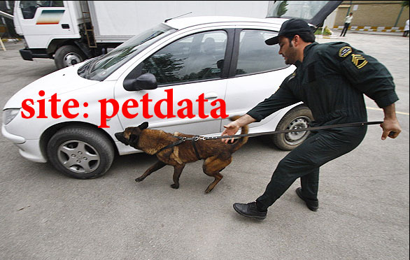 Ù¾Ø±ÙˆØ±Ø´ Ø³Ú¯ Ú©Ø´Ù Ù…ÙˆØ§Ø¯ Ù…Ø®Ø¯Ø±