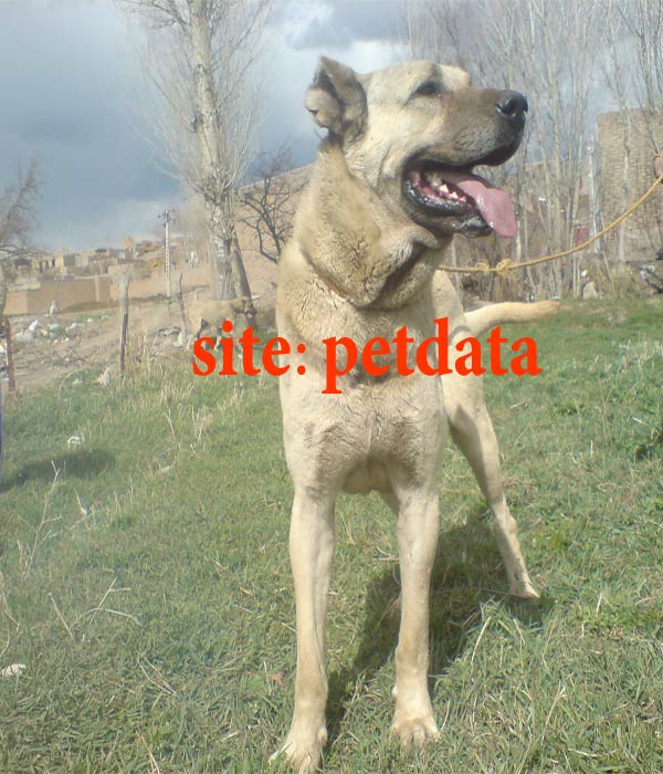 Sarabi dog â€“ Ø³Ú¯ Ø³Ø±Ø§Ø¨ÛŒ ÙØ±ÙˆØ´ÛŒ