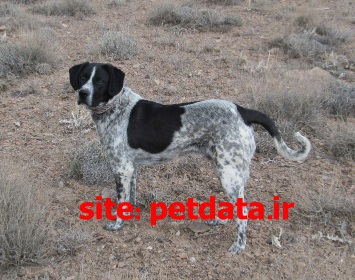 ÙØ±ÙˆØ´ Ø³Ú¯ Ø´Ú©Ø§Ø±ÛŒ