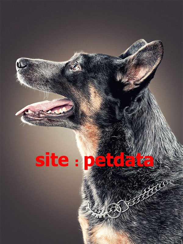 ÙØ±ÙˆØ´ Ø³Ú¯ Ú˜Ø±Ù…Ù† â€“ DOG POLICE