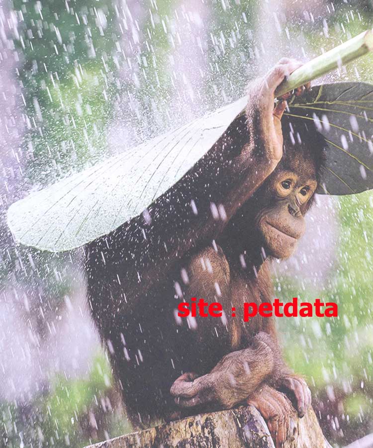 Ù‡ÙˆØ´ Ùˆ Ø§Ø³ØªÙØ§Ø¯Ù‡ Ø§Ø² Ø§Ø¨Ø²Ø§Ø± Ø¯Ø± Ø­ÛŒÙˆØ§Ù†Ø§Øª