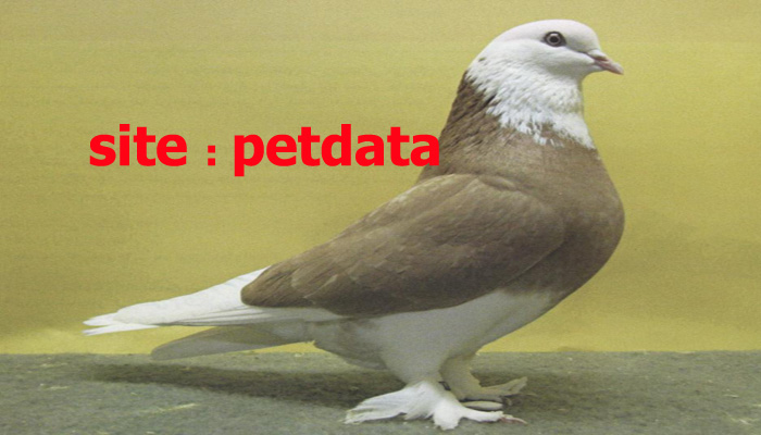 تشخیص بیماری کبوتر