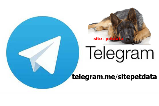 کانال تلگرام فروش سگ حیوانات خانگی