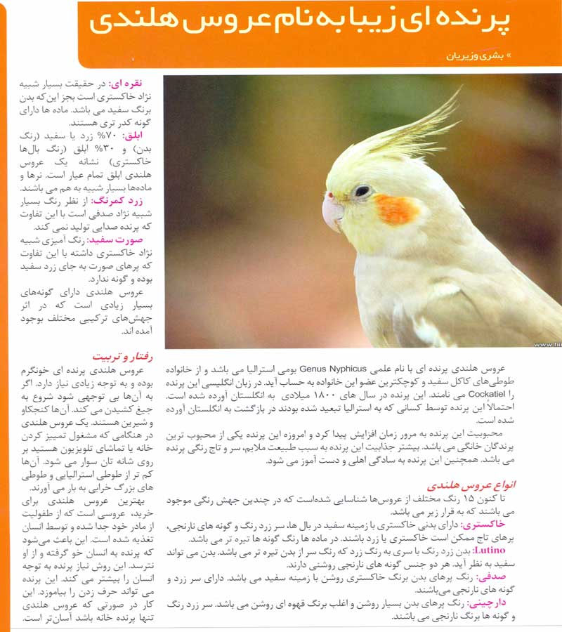 عروس هلندی 