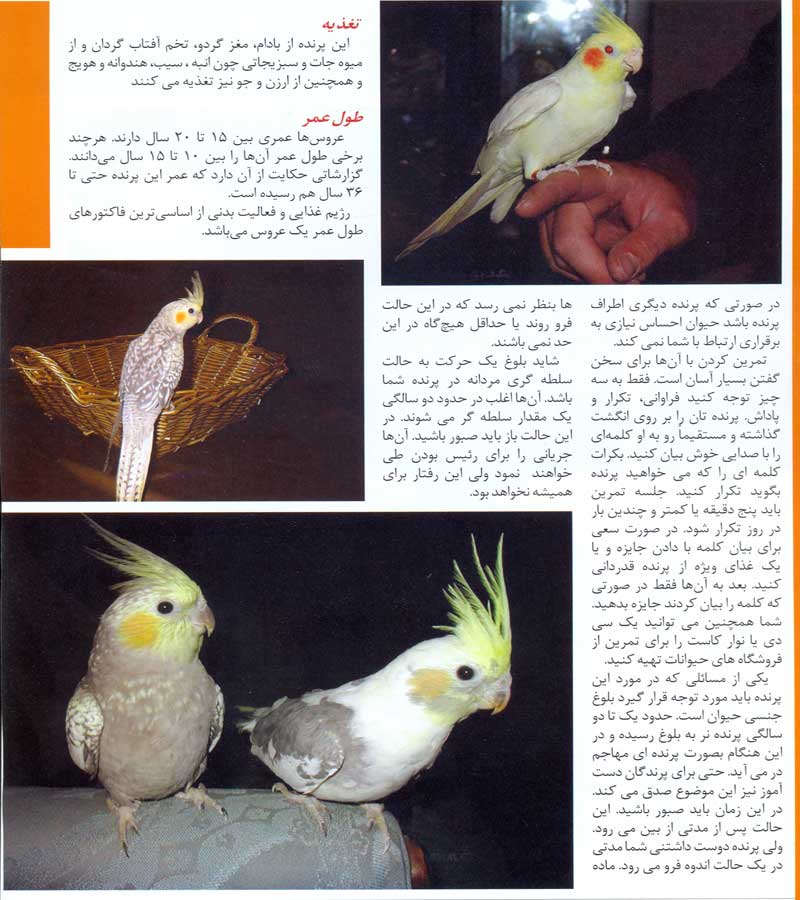  پرنده عروس هلندی 