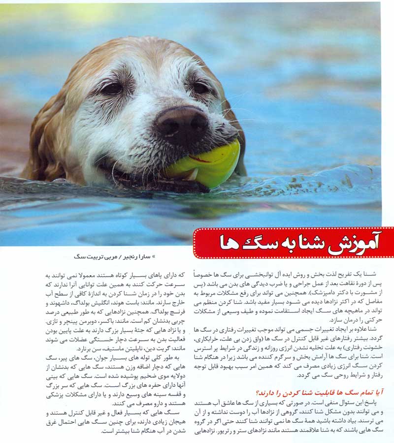 مقاله   شنا کردن سگ 