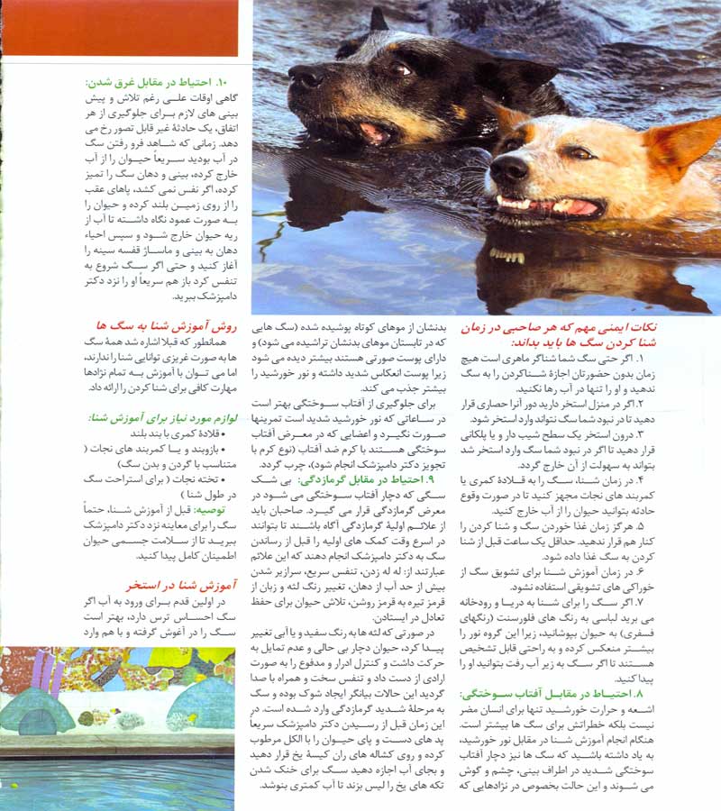 مقاله  تربیت شنا کردن سگ 