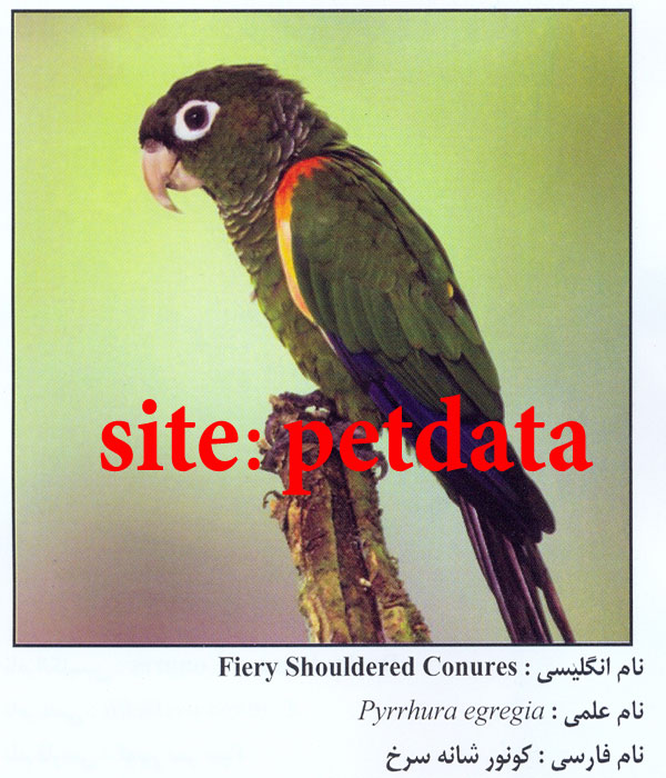 فروش طوطی  