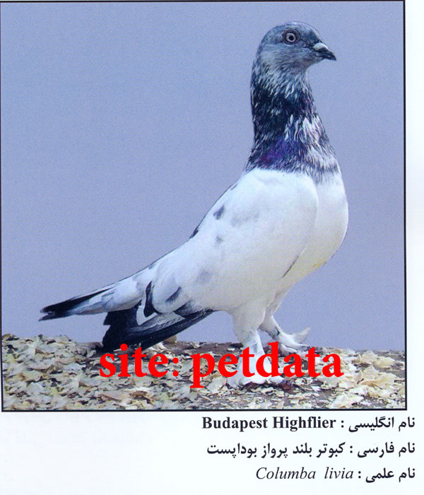 فروش کبوتر 