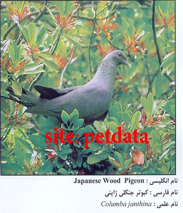 فروش کبوتر 