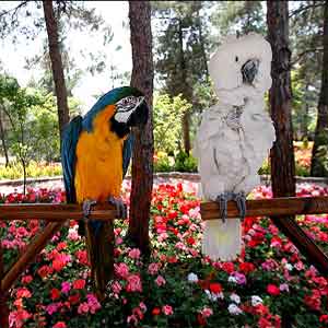 باغ پرندگان  تهران - پرنده آراء